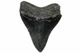 Fossil Megalodon Tooth - South Carolina #300218-1